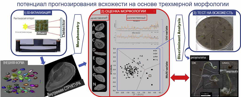 Исследование семян томатов