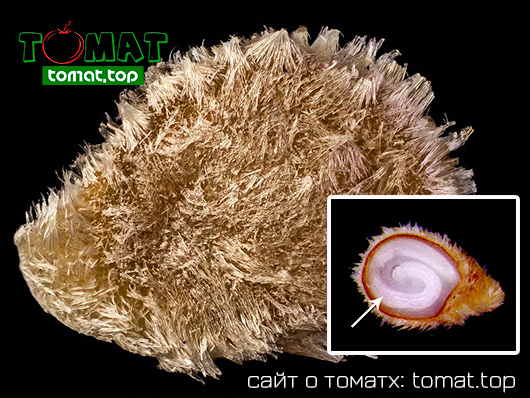 Почему не все семена томатов одинаково «сильные»? Секрет скрыт внутри 