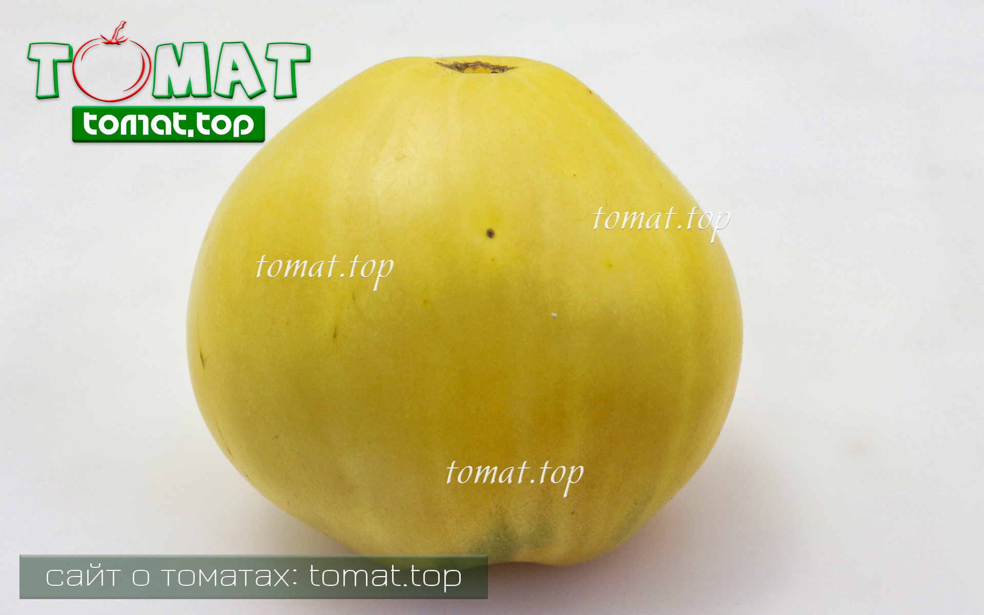 Томат White Oxheart или Бычье сердце белое