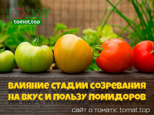 Влияние спелости на вкус и полезность помидоров 