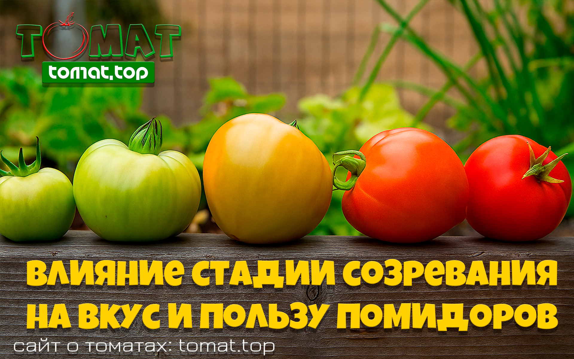 Влияние спелости на вкус и полезность помидоров 