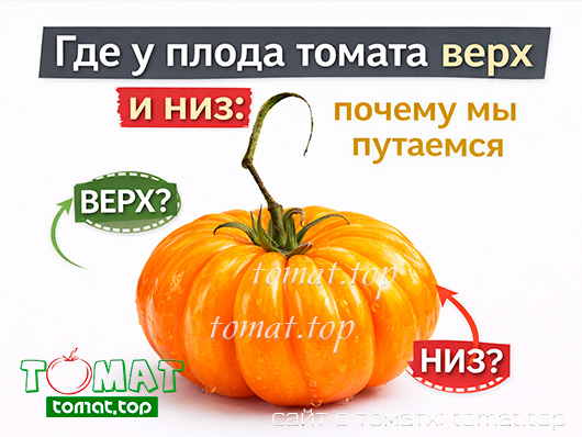Где у плода томата верх и низ: почему мы путаемся