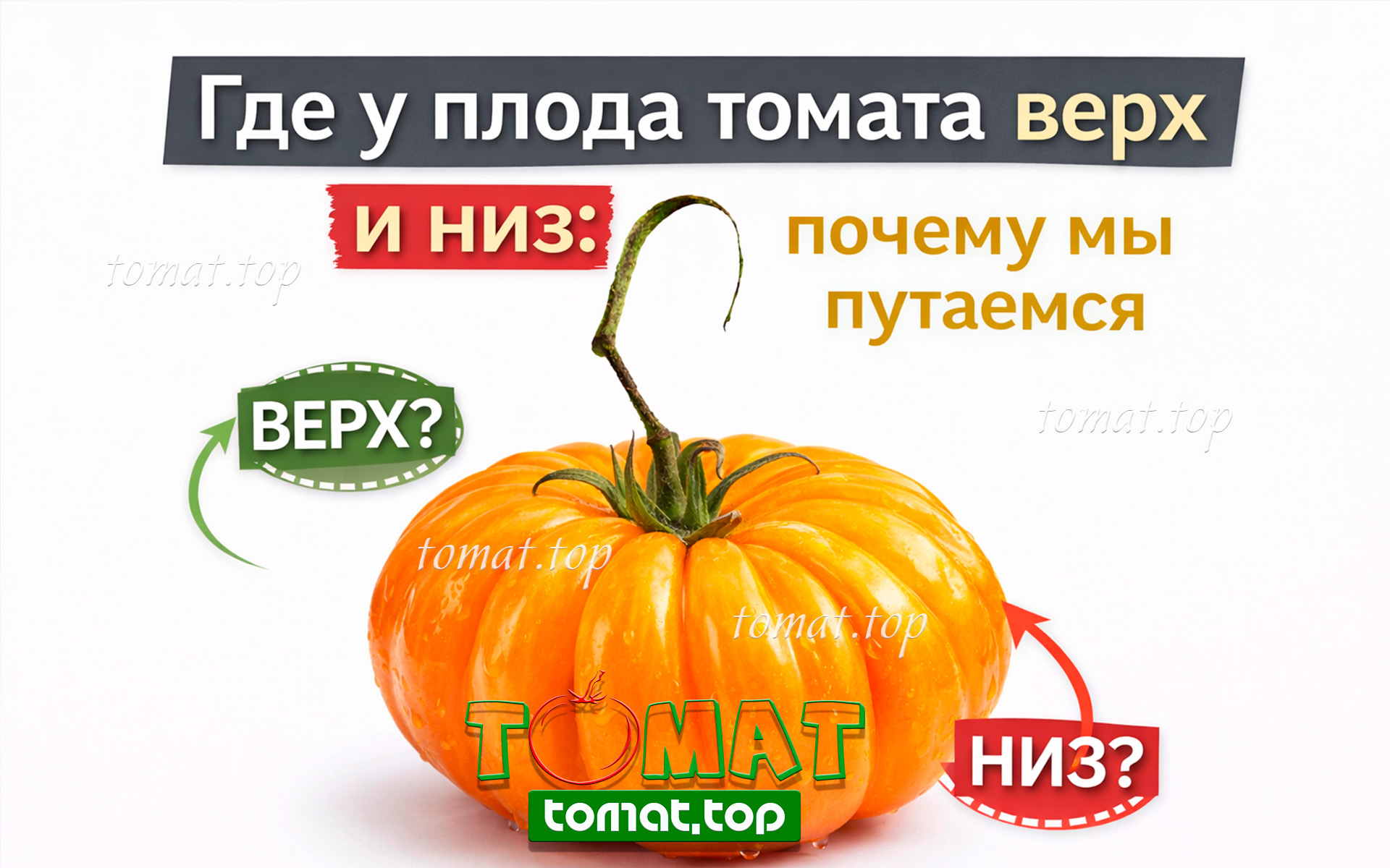 Где у помидора верх и низ: почему мы путаемся